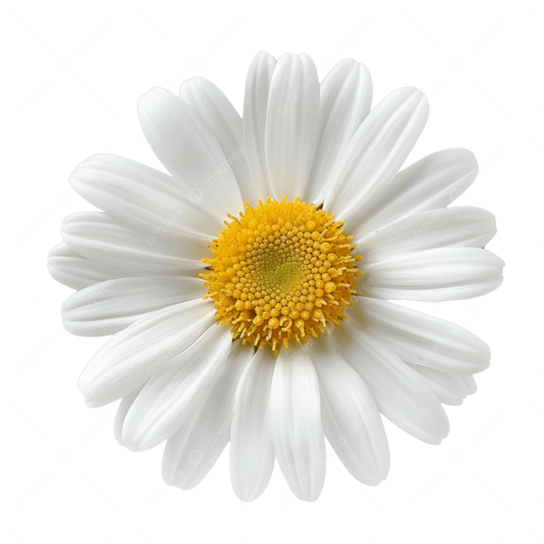 Damiana