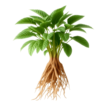 Maca